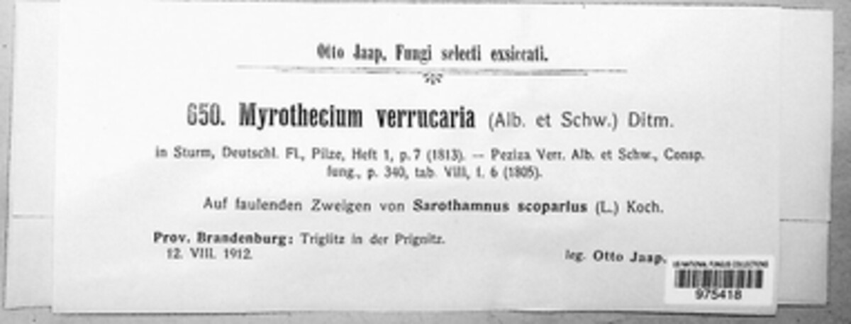 Myrothecium verrucaria image